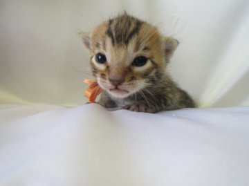 ベンガル【埼玉県・男の子・2014年4月11日・ブラウンスポテッドタビー】の写真「しっかりボディの男の子」