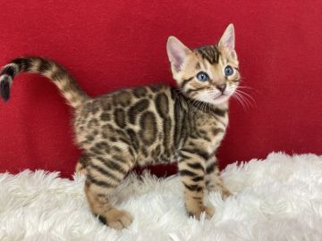 ベンガル【埼玉県・女の子・2022年4月22日・ブラウンスポテットタビー】の写真「ハイクラスで大変綺麗綺麗な性格の良い子ですよ。」