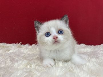 ブリティッシュショートヘア【埼玉県・男の子・2022年5月20日・チョコレートポイント】の写真「とっても可愛い子です。血統優良」