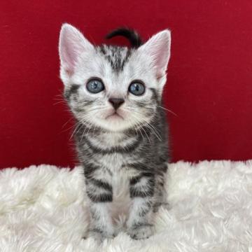 アメリカンショートヘア【埼玉県・女の子・2022年4月8日・シルバータビー】の写真「大変人懐っこくとっても可愛い子ですよ！」