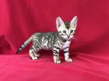 ベンガル【埼玉県・女の子・2018年4月20日・ブラックスポテットタビー】の写真1「5月31日撮影」