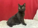 ブリティッシュショートヘア【埼玉県・男の子・2023年5月15日・ブラック】の写真2