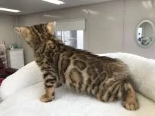 ベンガル【埼玉県・女の子・2018年4月20日・ブラックスポテットタビー】の写真4