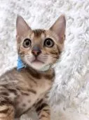 ベンガル【埼玉県・男の子・2017年9月26日・ブラウンスポテッドタビー】の写真5「逢いにきてね♡」