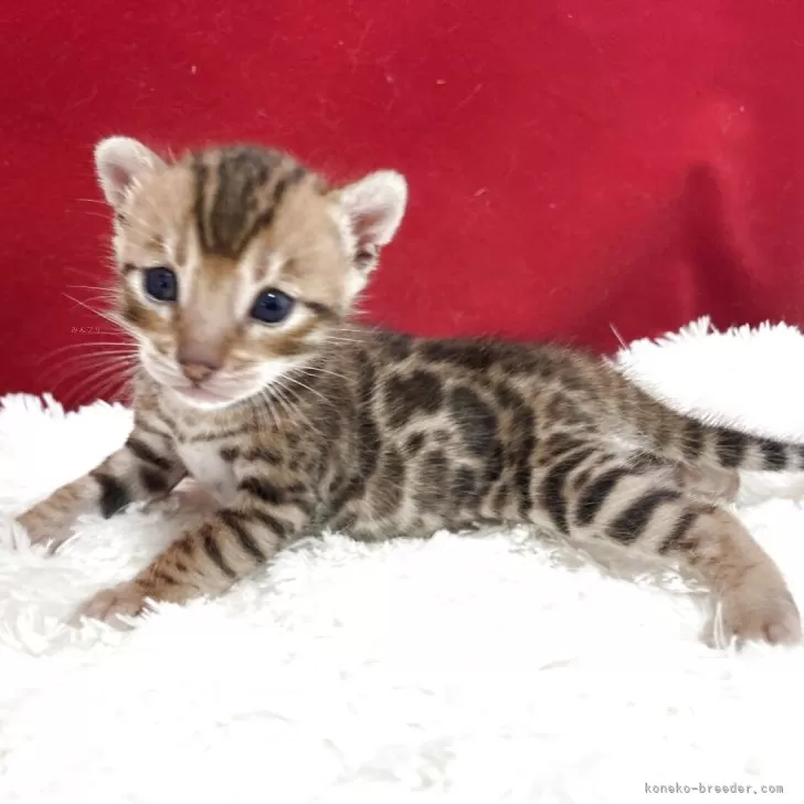 ID：2504-02714の子猫