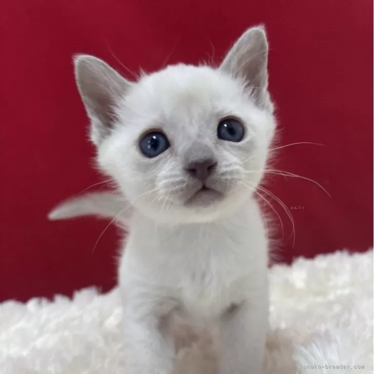 ID：2501-02445の子猫