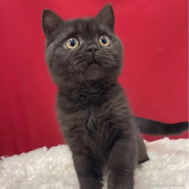ID:2412-02191の子猫
