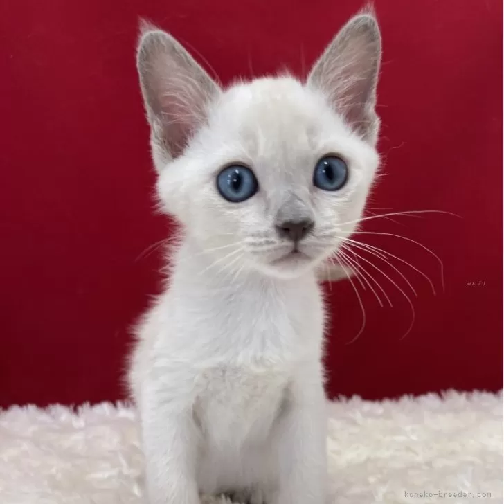 ID:2507-00276の子猫