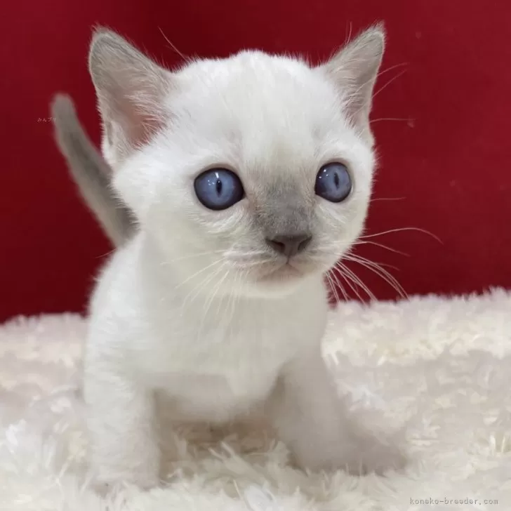 ID：2502-02304の子猫