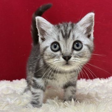 アメリカンショートヘア【埼玉県・女の子・2025年9月14日・シルバータビー】の写真「とっても可愛い子ですよ！」