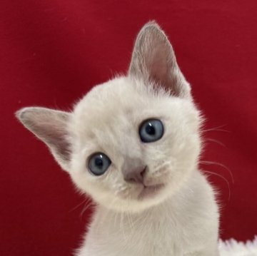 トンキニーズ【埼玉県・女の子・2025年9月4日・プラチナ】の写真「とっても可愛い子ですよ。」