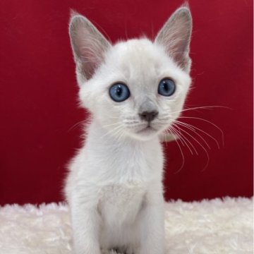トンキニーズ【埼玉県・男の子・2025年5月5日・プラチナ】の写真「とっても可愛い子ですよ！」