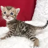 ベンガル
