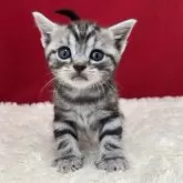 アメリカンショートヘア