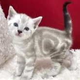 アメリカンショートヘア