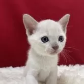 トンキニーズ【埼玉県・男の子・2025年9月4日・プラチナミンク】の写真2