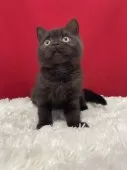 ブリティッシュショートヘア【埼玉県・男の子・2024年9月1日・ブラック】の写真9