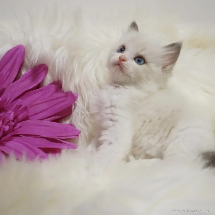 ID：2304-00283の子猫