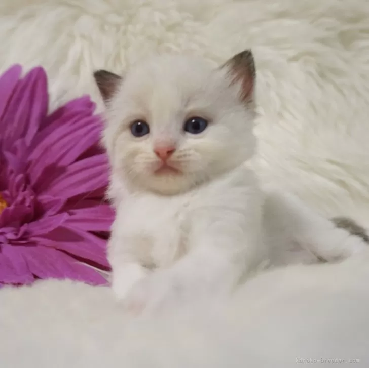ID：2410-00851の子猫