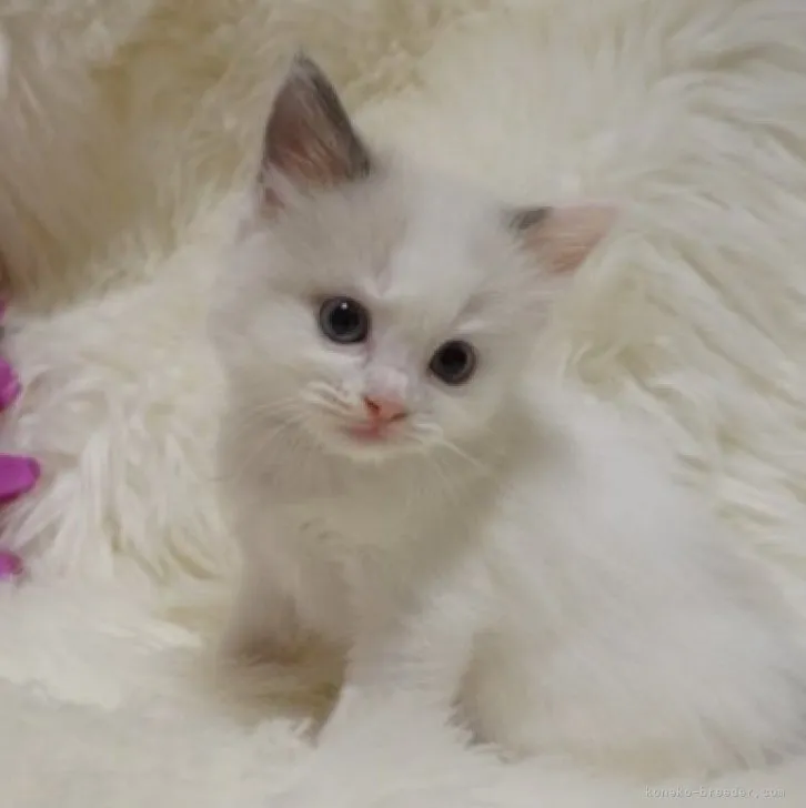 ID:2304-01963の子猫