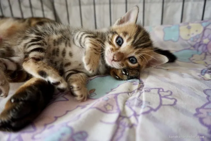 ID:2009-00397の子猫