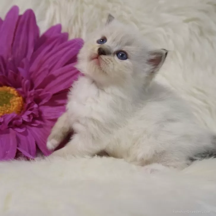 ID:2410-00852の子猫