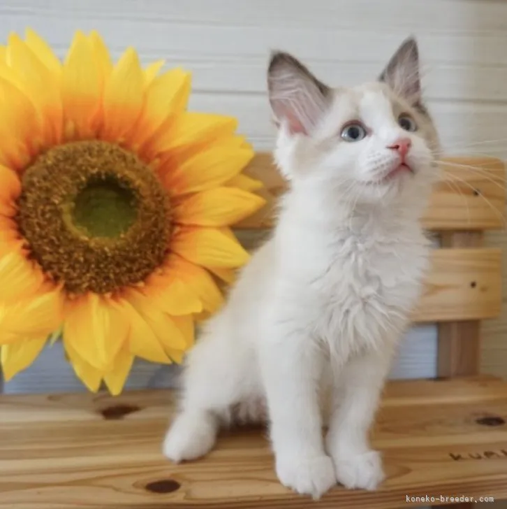 ID:2304-01655の子猫