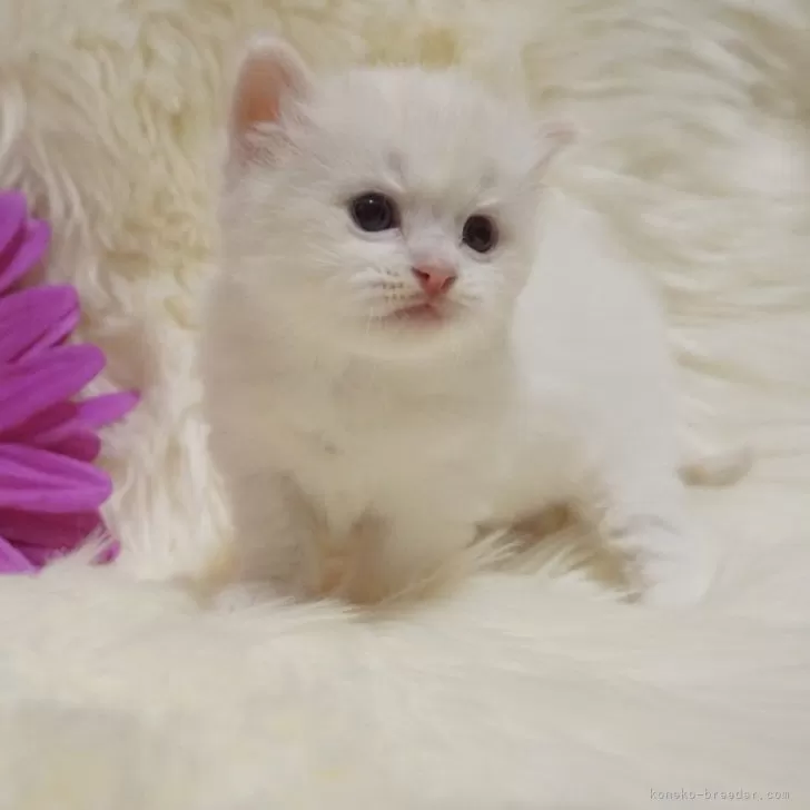 ID：2403-01557の子猫