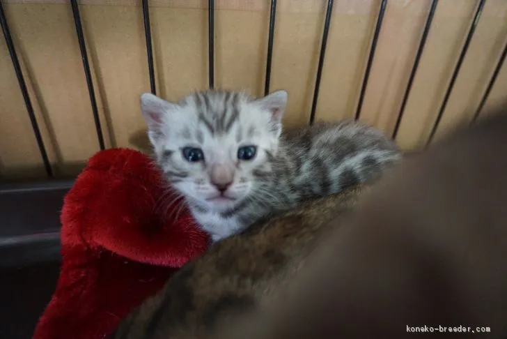 ID:1911-01197の子猫