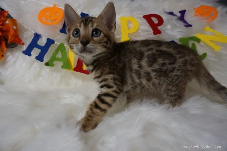 ID：1809-00339の子猫