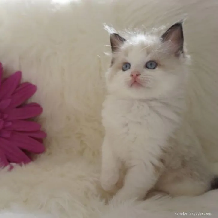 ID：2302-01573の子猫