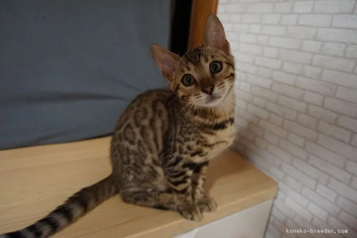 ID：1806-00505の子猫