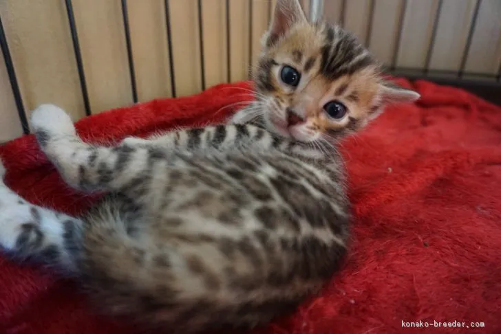 ID：1911-01199の子猫