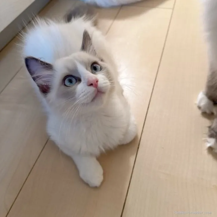 ID:2308-03064の子猫