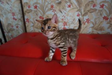 ベンガル【埼玉県・男の子・2019年9月6日・ブラウンスポテッドタビー】の写真「コントラストが綺麗な男の子♪」