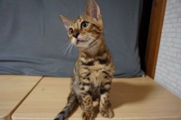 ベンガル【埼玉県・男の子・2018年3月16日・ブラウンスポテッドタビー】の写真「抱っこ好きな甘えん坊の男の子」