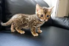 ベンガル【埼玉県・男の子・2020年2月18日・ブラウンスポテッドタビー(ロゼット)】の写真1「３月１９日撮影」