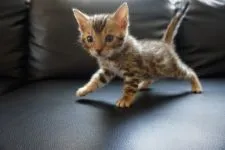 ベンガル【埼玉県・男の子・2020年2月18日・ブラウンスポテッドタビー(ロゼット)】の写真1「３月１９日撮影」