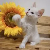 ラグドール【埼玉県・男の子・2022年4月28日・クリームポイントバイカラー】の写真1「7月3日撮影」