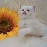 ラグドール【埼玉県・女の子・2024年7月11日・ブルーポイントバイカラー】の写真1