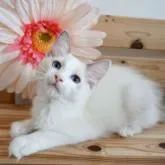 ラグドール【埼玉県・男の子・2022年4月28日・ブルーポイントバイカラー】の写真1「7月24日撮影」