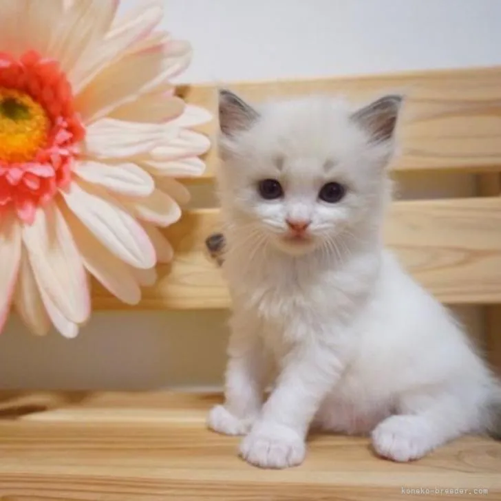 ID:2210-01278の子猫