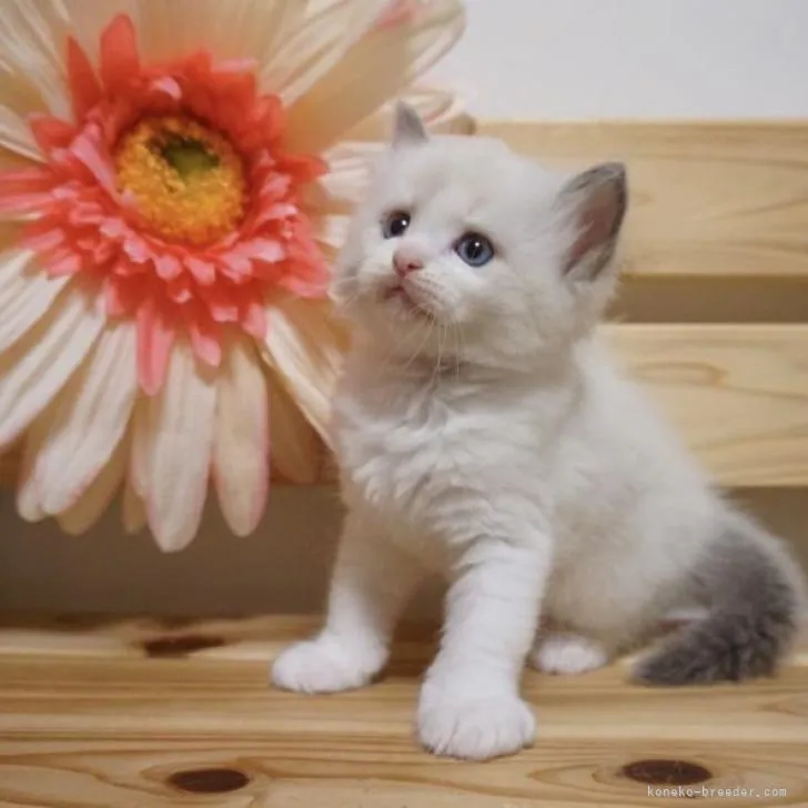 ID:2210-01279の子猫