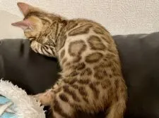 ベンガル【埼玉県・男の子・2021年6月23日・ブラウンスポテッドタビー】の写真2