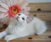 ラグドール【埼玉県・男の子・2022年4月28日・ブルーポイントバイカラー】の写真2「7月24日撮影」