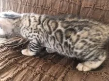 ベンガル【埼玉県・女の子・2018年11月3日・シルバースポテッドタビー】の写真3「11/28撮影」