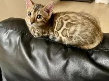 ベンガル【埼玉県・男の子・2021年6月23日・ブラウンスポテッドタビー】の写真3