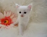 ラグドール【埼玉県・男の子・2023年9月4日・クリームポイントバイカラー】の写真3「10月6日撮影」