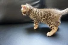 ベンガル【埼玉県・男の子・2020年2月18日・ブラウンスポテッドタビー(ロゼット)】の写真3「３月１９日撮影」