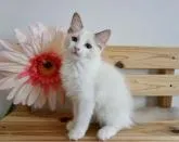 ラグドール【埼玉県・男の子・2022年4月28日・ブルーポイントバイカラー】の写真3「7月24日撮影」